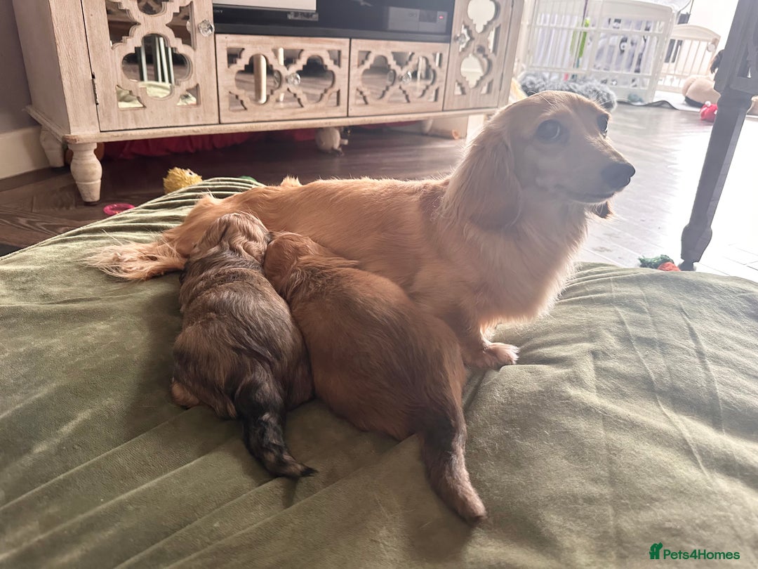 Miniature Dachshund dogs for sale: Beautiful KC reg Miniature Dachshund Bubbies - Image 4