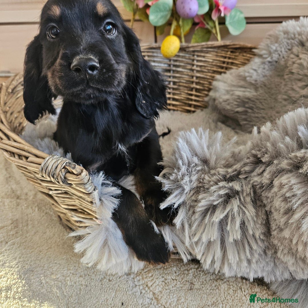 Cocker Spaniel dogs for sale: Stunning mix of working type cocker spaniels  - Advert 21