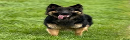 German Shepherd dogs for sale: Free Female German shepherd / Lurcher 1 year old in Gateshead - Advert 26