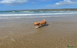 Labrador Retriever dogs for sale: Lovely fox red Labrador puppies  - Image 10