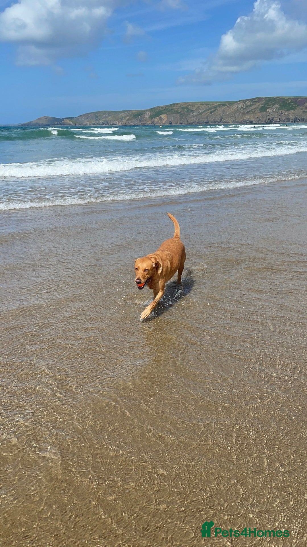 Labrador Retriever dogs for sale: Lovely fox red Labrador puppies  - Image 10