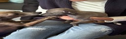 Italian Greyhound dogs for sale: Italian greyhound puppy - Advert 3