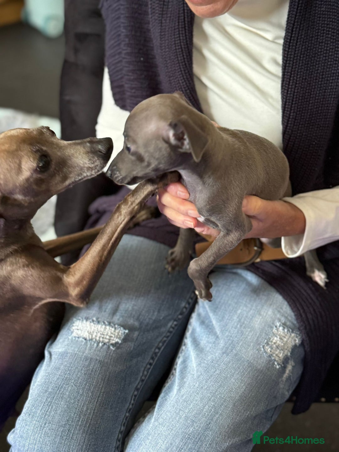 Italian Greyhound dogs for sale: Italian greyhound puppy - Advert 3