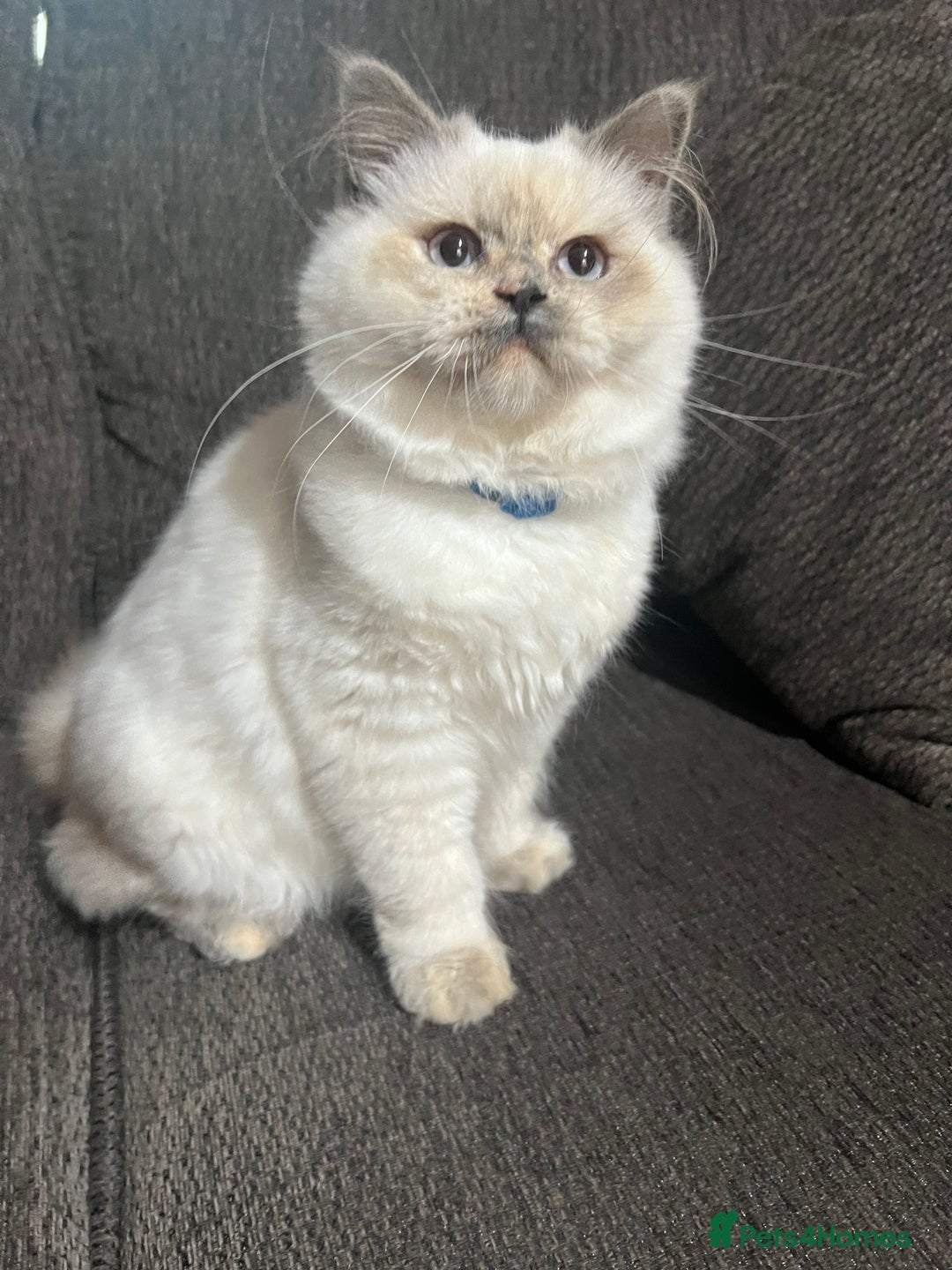 British Shorthair cats for sale: British Shorthair & British Longhair Kittens  - Image 6