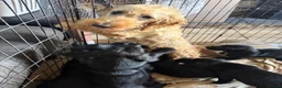 Mixed Breed dogs for sale: Docker Puppies  in Mirfield - Advert 2