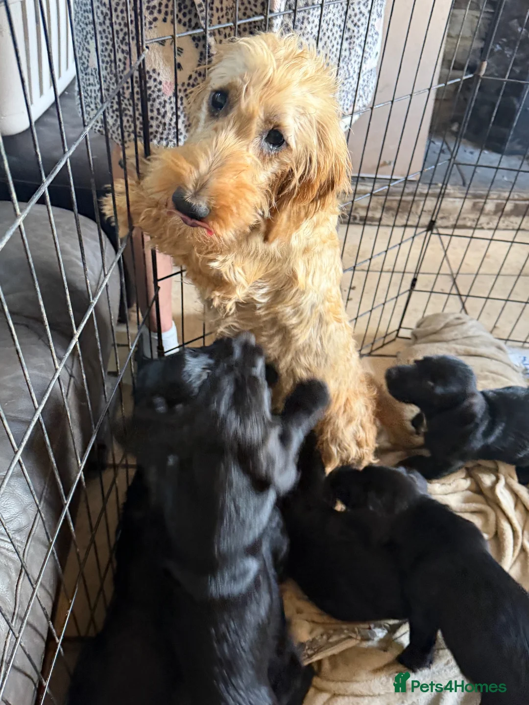 Mixed Breed dogs for sale: Docker Puppies  in Mirfield - Advert 2