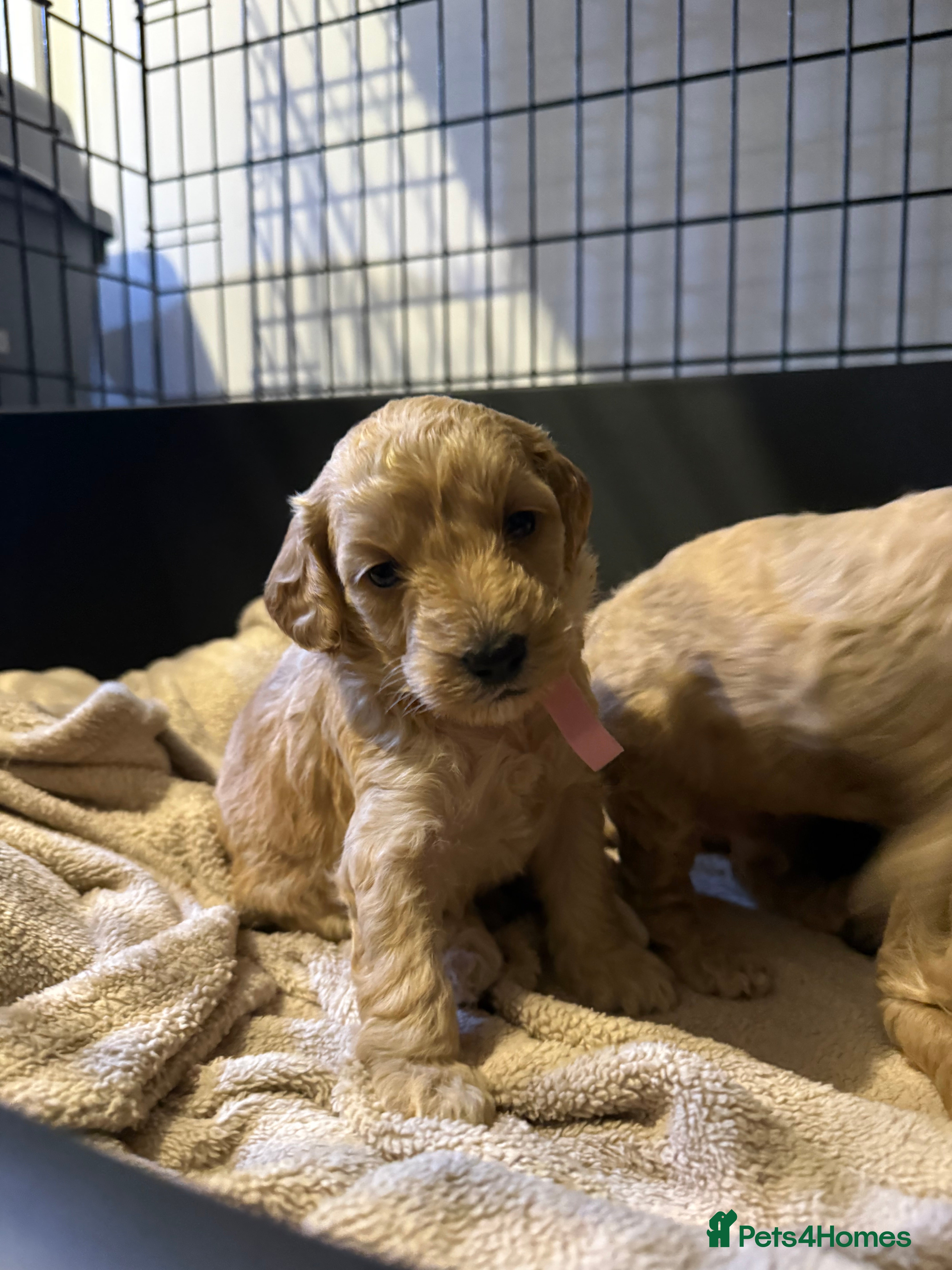 Cockapoo dogs Beautiful F2B cockapoos - Advert 16