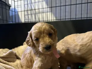 Cockapoo dogs Beautiful F2B cockapoos - Advert 16