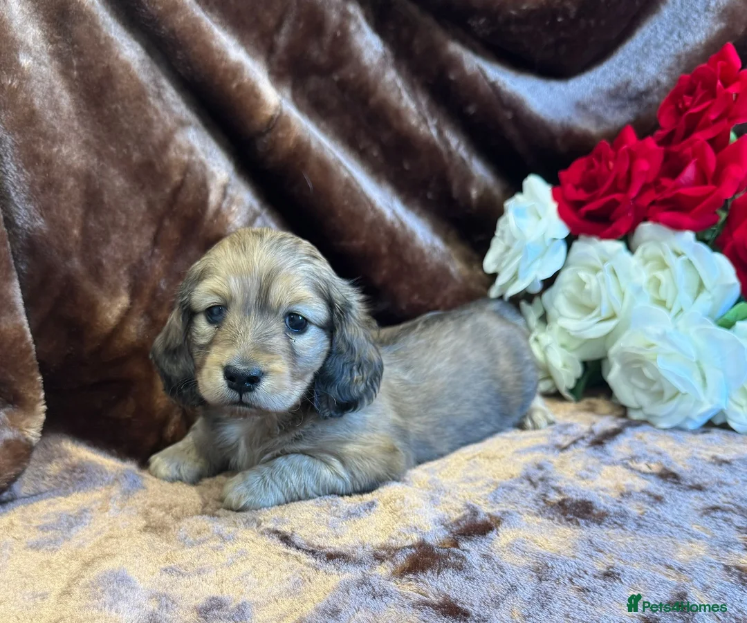 Miniature Dachshund dogs for sale: Beautiful Long Haired Miniature Dachshund Pups 🐶  - Advert 1