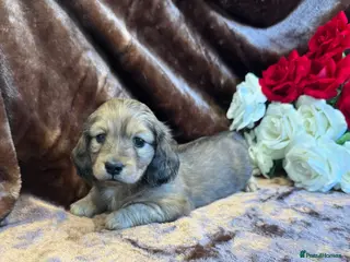 Miniature Dachshund dogs Beautiful Long Haired Miniature Dachshund Pups 🐶 - Advert 6