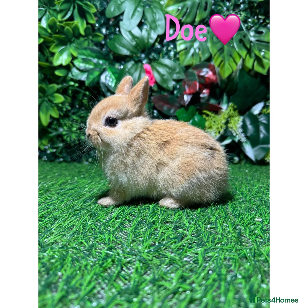 Netherland Dwarf rabbits for sale: ✨STUNNING NETHERLANDS DWARF,READY va TO REZERVE ✨ - Advert 2