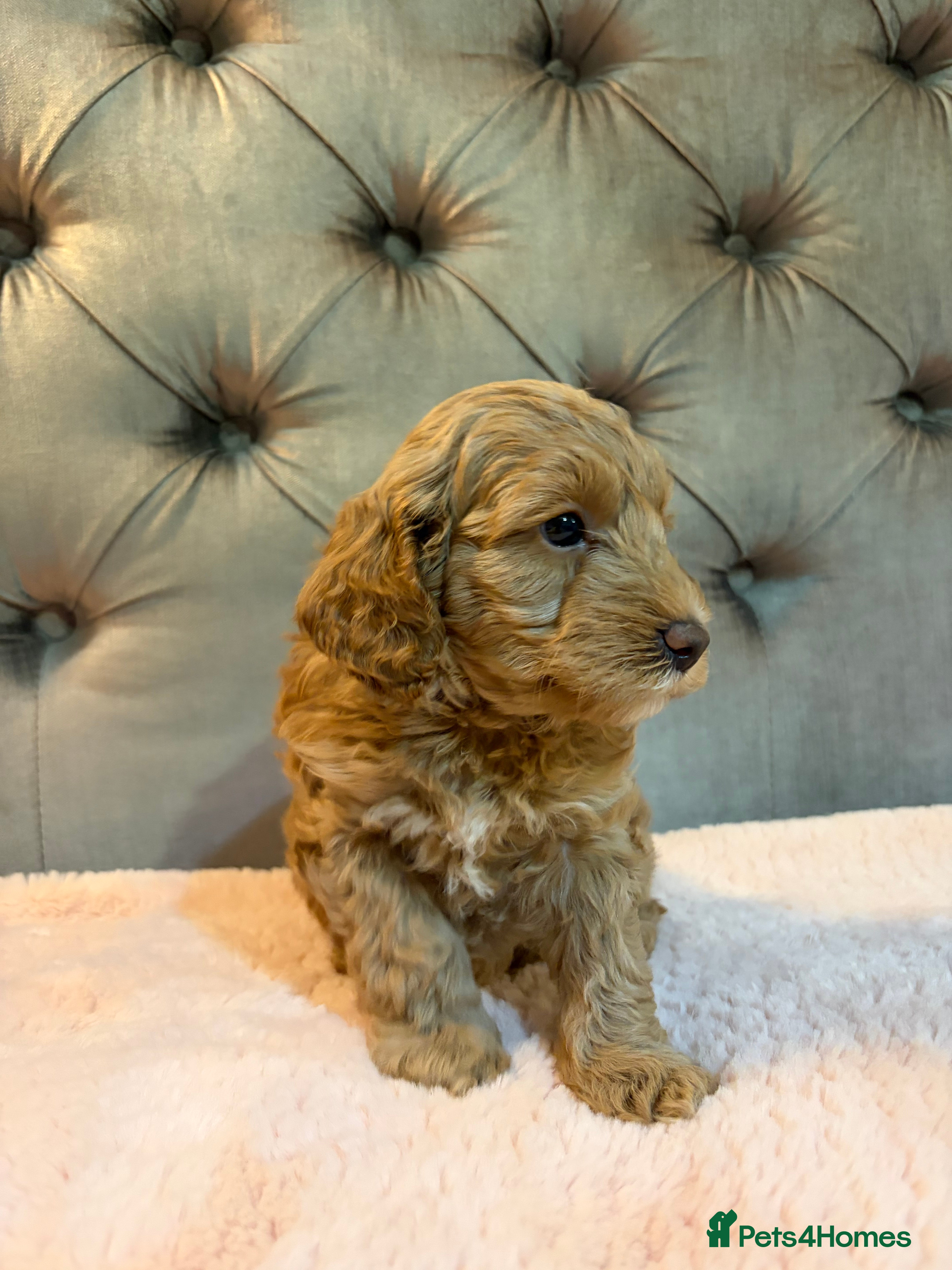 Cockapoo dogs for sale: Adorable Toy Cockapoos (F1b) - Advert 2
