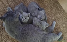 British Shorthair cats for sale: British Shorthair Kittens  - Image 5