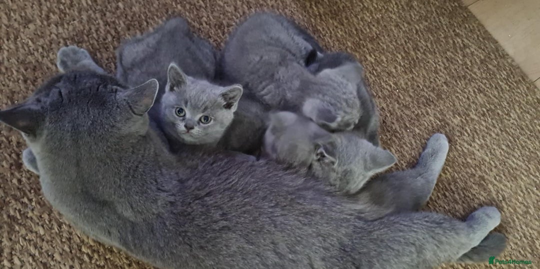 British Shorthair cats for sale: British Shorthair Kittens  - Image 5