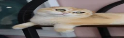 Scottish Fold cats for sale: Champion BL Stunning Scottish kittens  - Advert 7