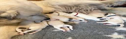 Pyrenean Mountain Dog dogs for sale: Strong in Spirit, Beautiful by Nature in Ashford - Advert 8