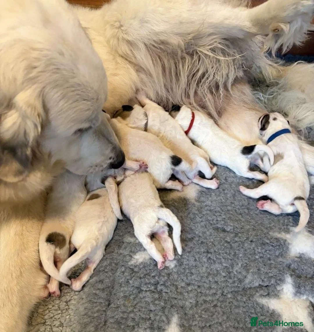Pyrenean Mountain Dog dogs for sale: Strong in Spirit, Beautiful by Nature in Ashford - Advert 8