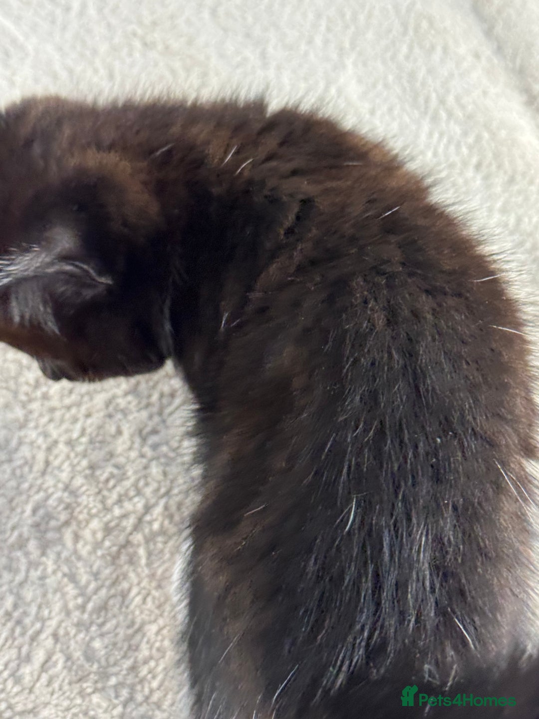 Ragdoll cats for sale: RAGDOLL MIX KITTENS FOR SALE - Image 5