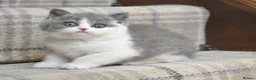 British Shorthair cats for sale: GCCF British Shorthair blue bi colour girl - Advert 1