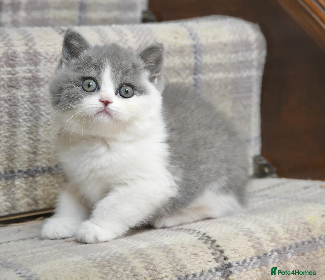 British Shorthair cats for sale: GCCF British Shorthair blue bi colour girl - Advert 1