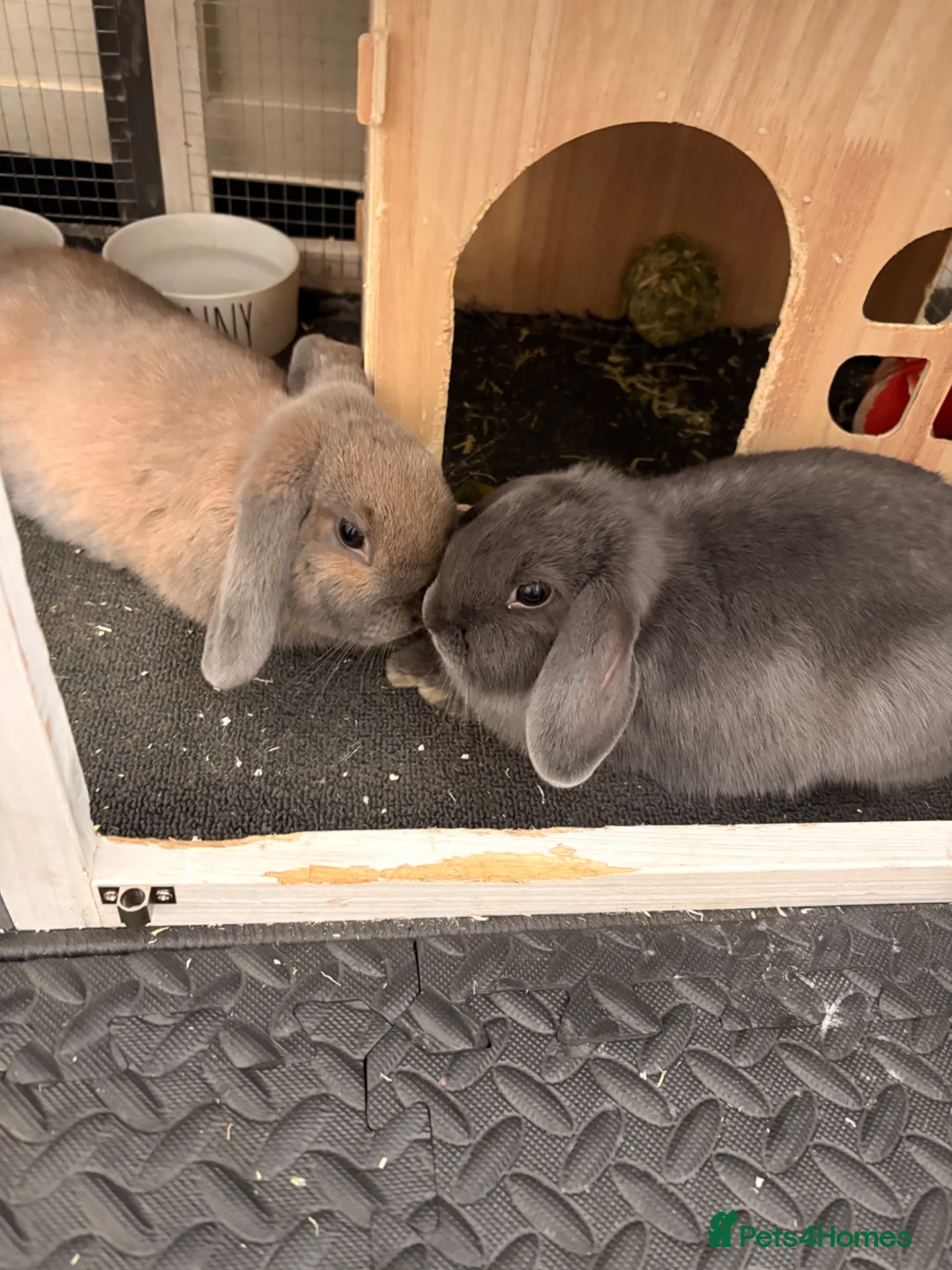 Mini Lop rabbits for sale: Mini lops (ready to go 30th June)  in Canterbury - Advert 5