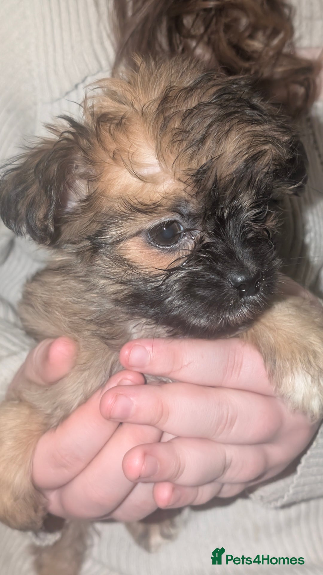 Cava Tzu dogs for sale: 3 cav tzu pups 9 week old - Advert 3