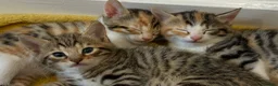 Mixed Breed cats for sale: Adorable Kittens  Little Fox Girls & 1 Cartoon Boy - Advert 5