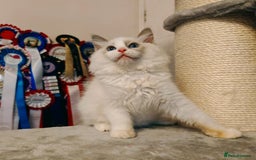 Ragdoll cats for sale: READY TO GO ❤️LAST BOY❤️ REGIONAL WINNER - Image 19