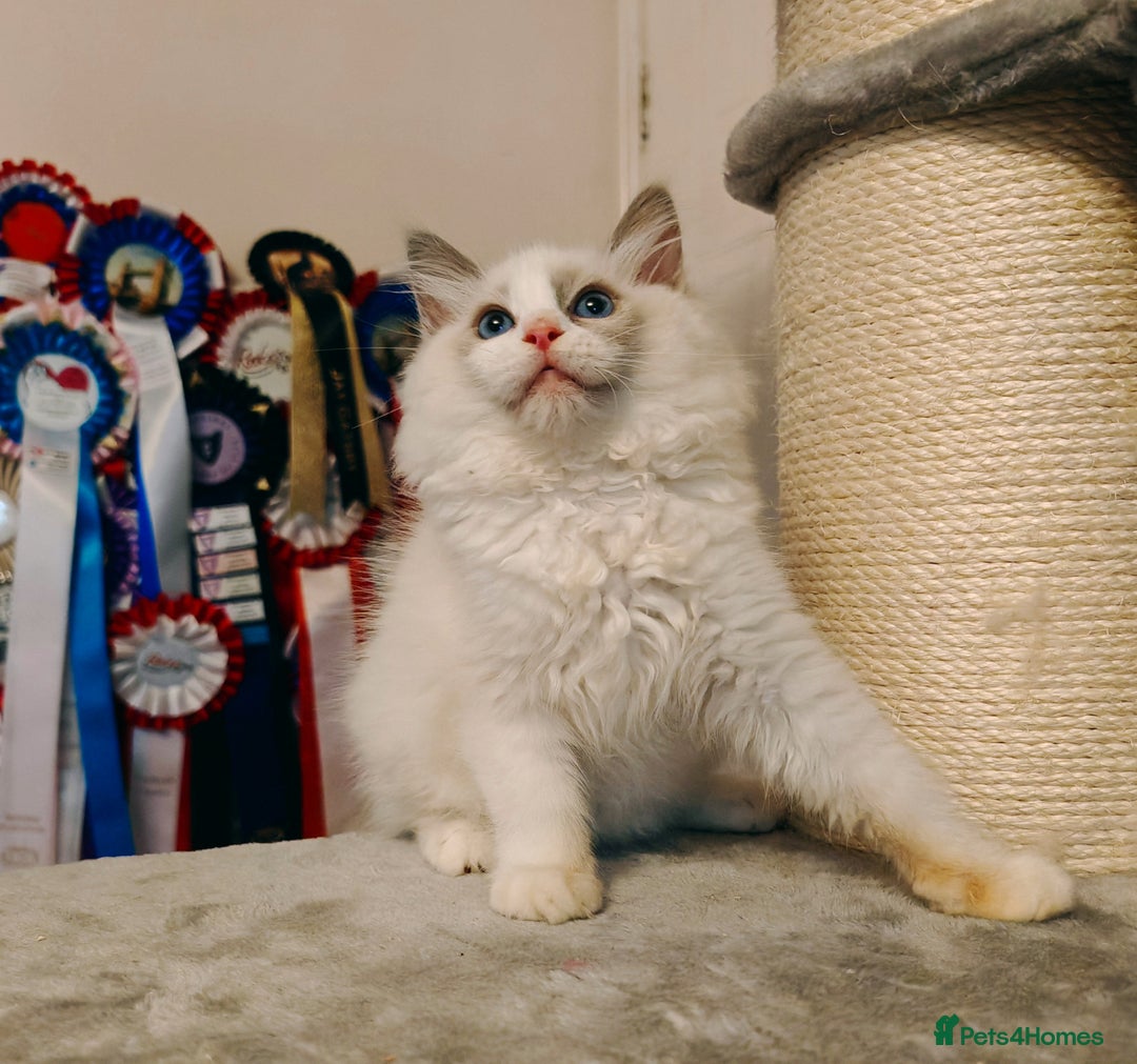 Ragdoll cats for sale: READY TO GO ❤️LAST BOY❤️ REGIONAL WINNER - Image 19