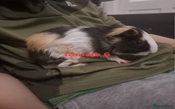 Guinea Pig rodents for sale: 13 guinea pigs mixed breed - Advert 25