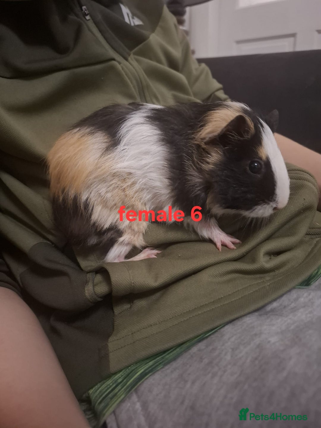 Guinea Pig rodents for sale: 13 guinea pigs mixed breed - Advert 25