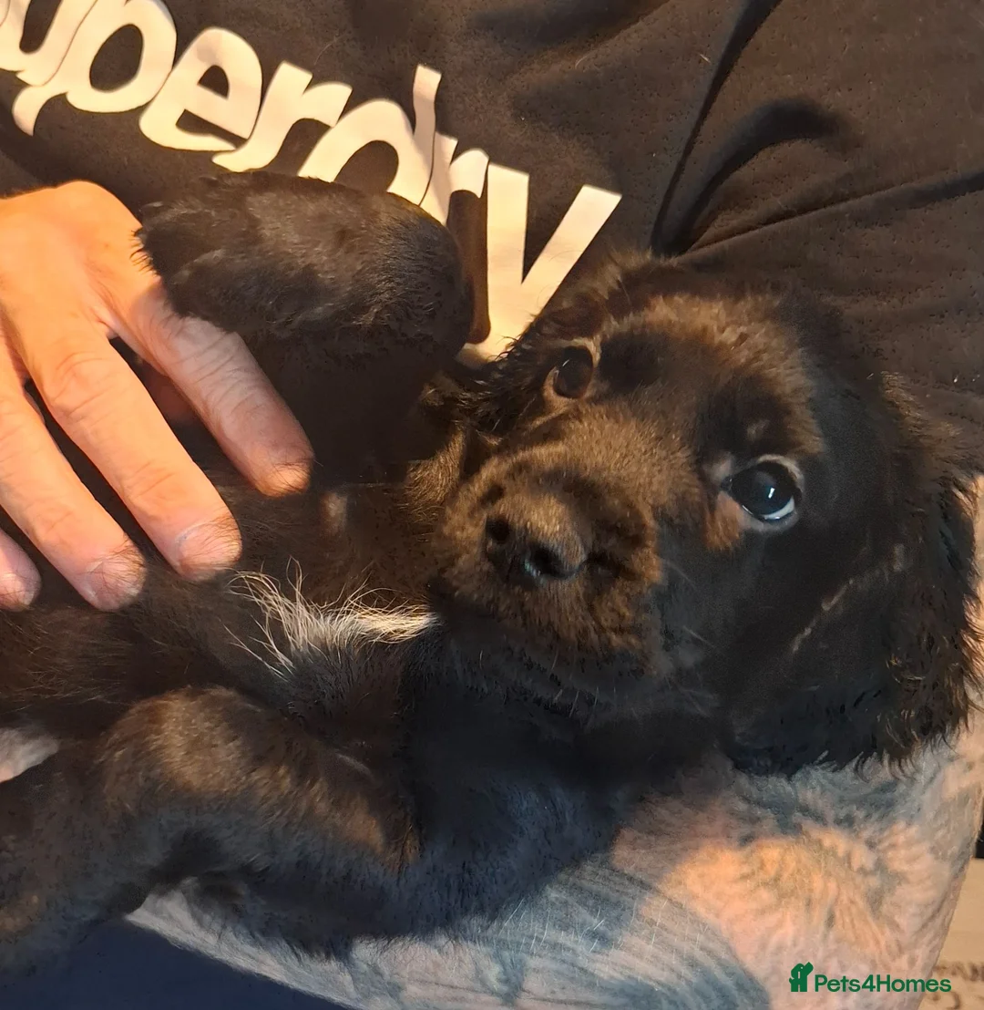Sprocker dogs for sale: 2 gorgeous male sprocker spaniel puppies - Advert 2