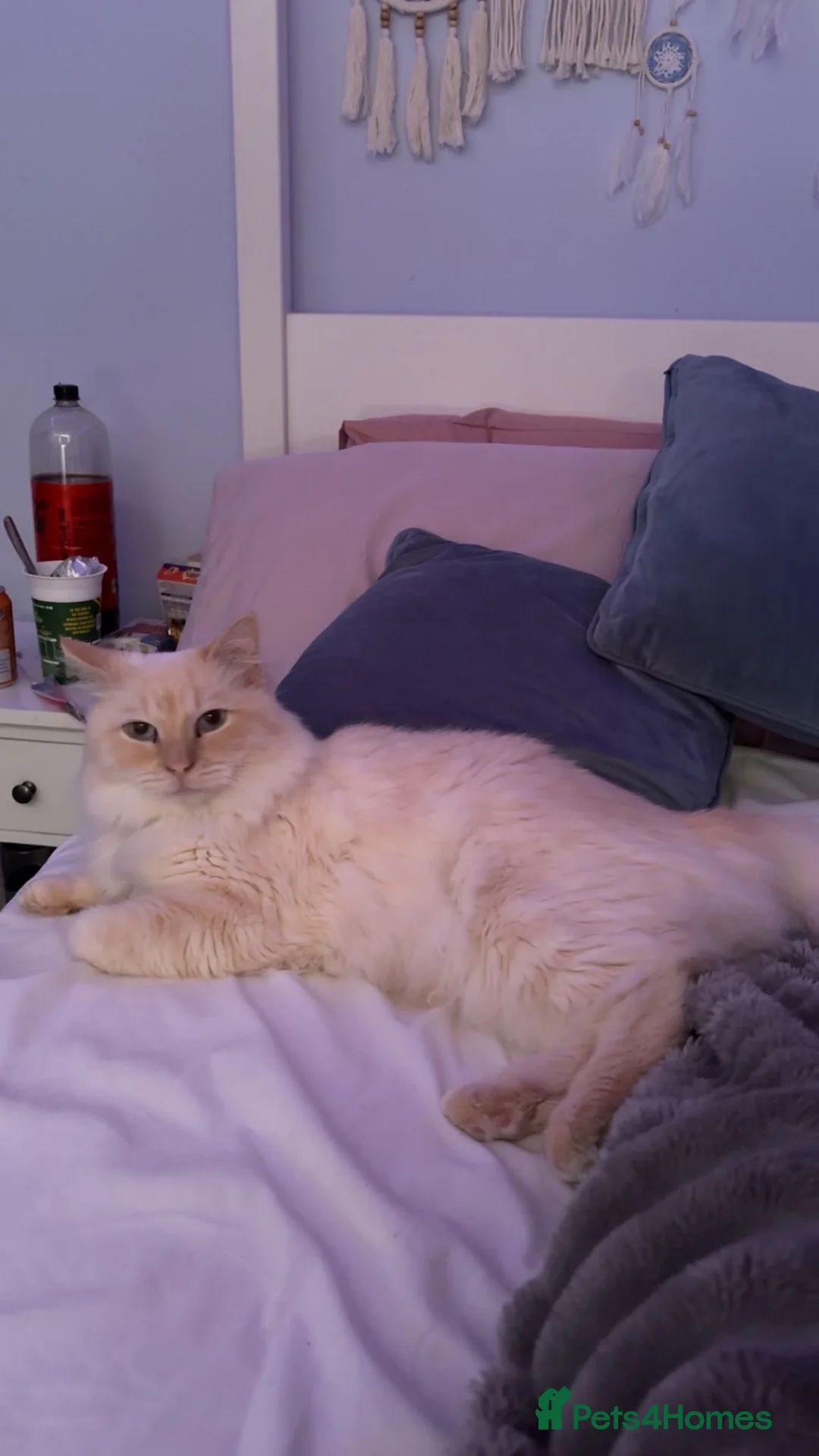 Ragdoll cats for sale: Ragdoll for sale  - Advert 2