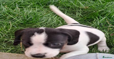 Mixed Breed dogs - Advert 7