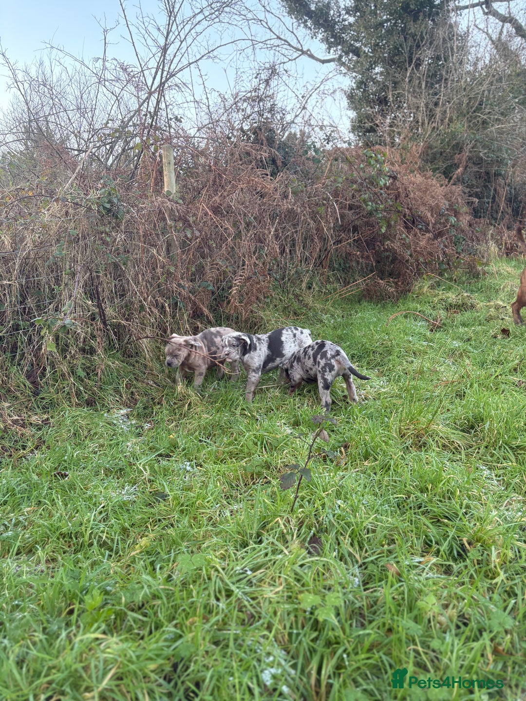 Olde English Bulldogge dogs for sale: 3 male puppy Olde English Bulldogges left - Advert 14