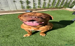 Dogue De Bordeaux dogs for stud: Proven KC Reg Dogue De Bordeaux in Newcastle upon Tyne - Image 8