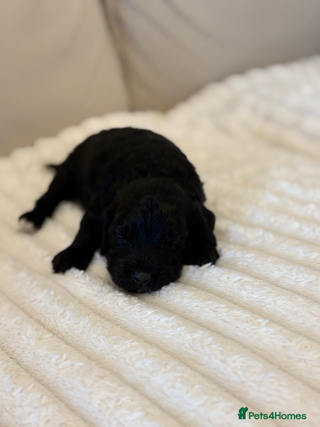 Cockapoo dogs for sale: Cockapoo litter  - Advert 26