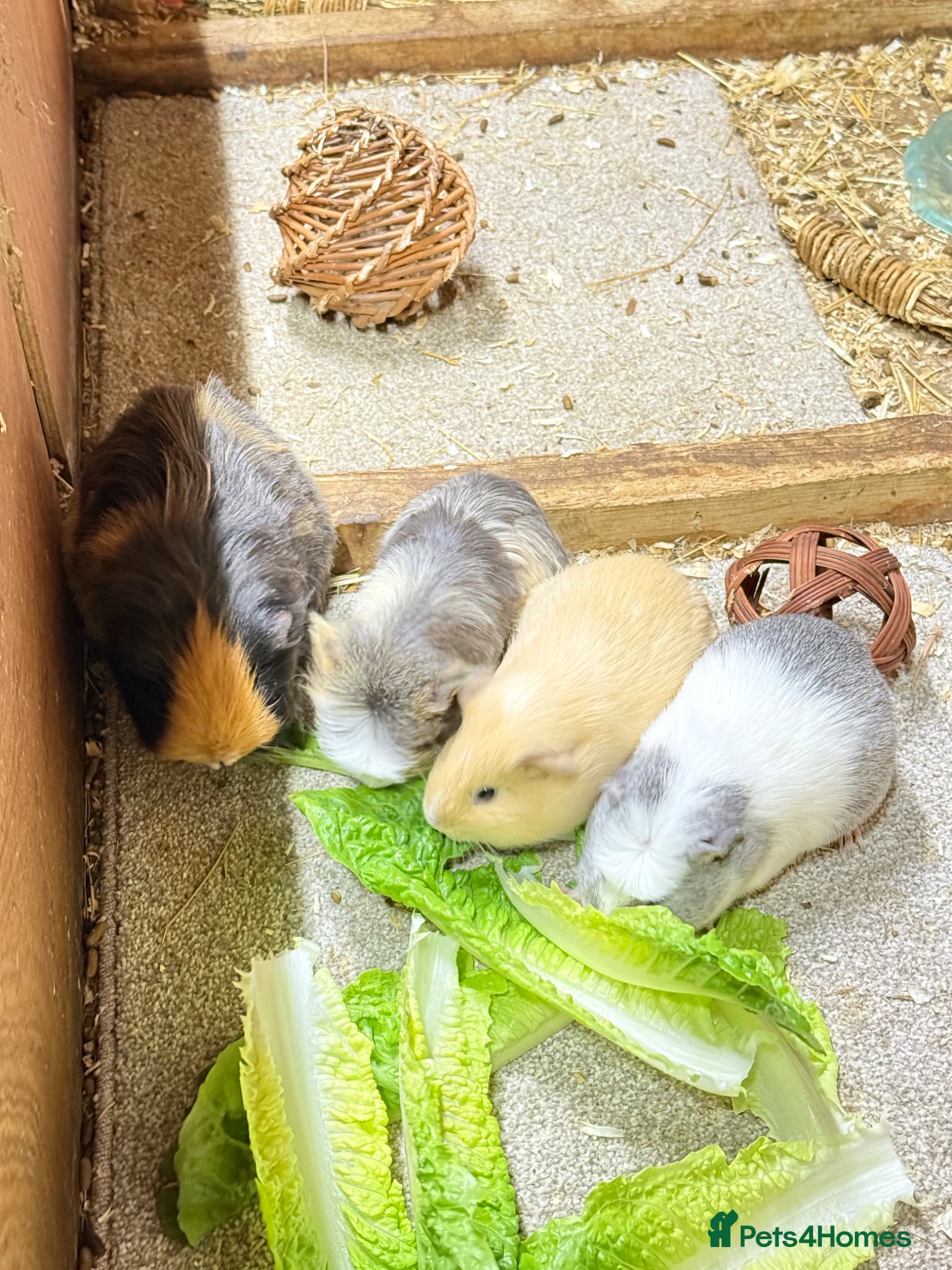 Guinea Pig rodents 4 Female Guinea Pigs For Adoption  - Advert 1