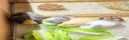 Guinea Pig rodents for sale: 4 Female Guinea Pigs For Adoption  - Advert 4