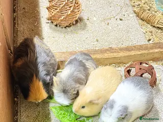 Guinea Pig rodents for sale: 4 Female Guinea Pigs For Adoption - Advert 1