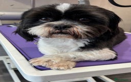 Zuchon dogs for sale: Bichon x Westie x Shih zu  - Advert 2