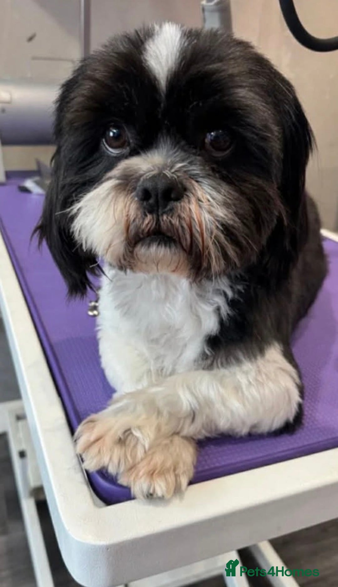 Zuchon dogs for sale: Bichon x Westie x Shih zu  - Advert 2