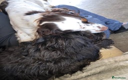 Cocker Spaniel dogs for sale: Now sold  - Image 3