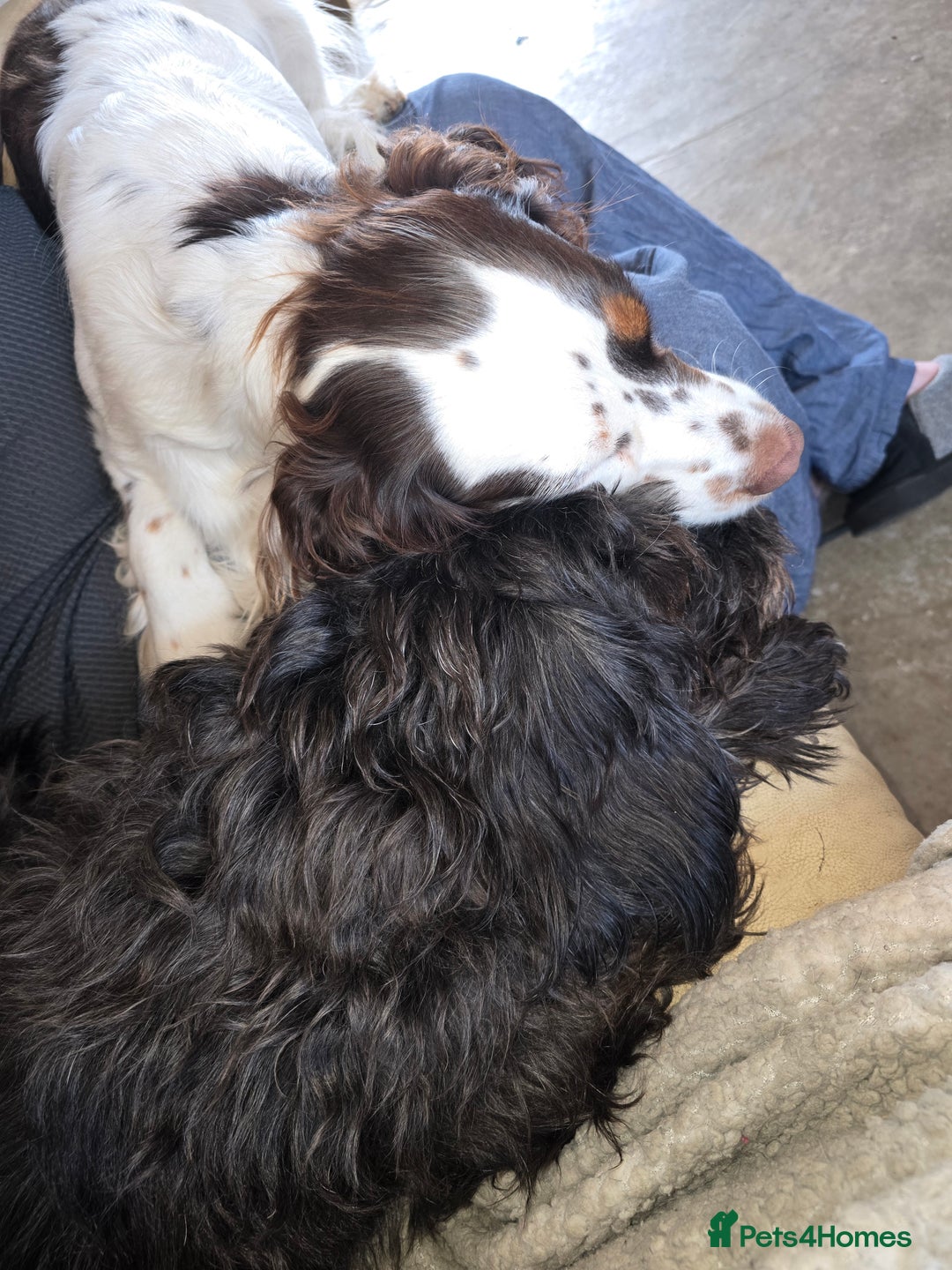 Cocker Spaniel dogs for sale: Now sold  - Image 3