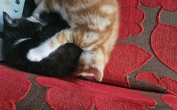 Mixed Breed cats for sale: 4 Beautiful Kittens looking for forever homes - Image 4