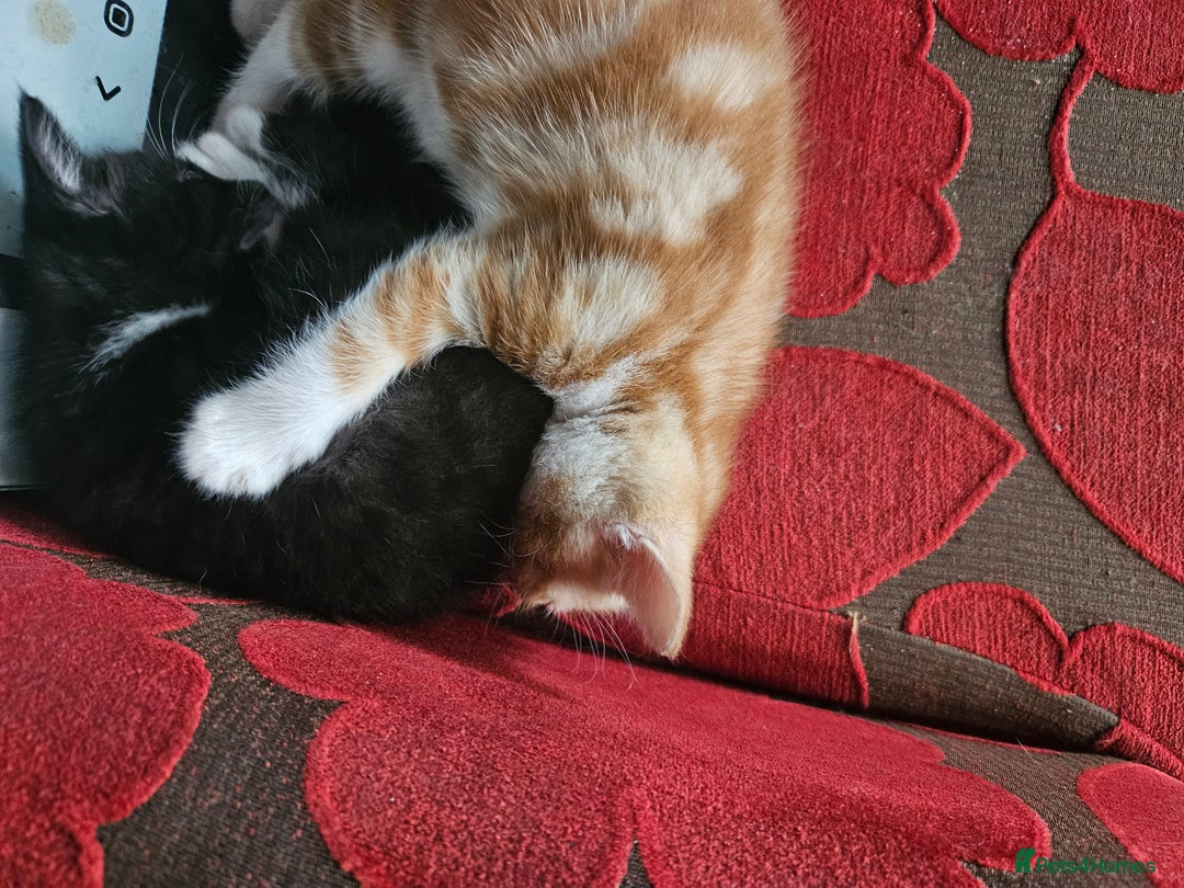Mixed Breed cats for sale: 4 Beautiful Kittens looking for forever homes - Image 4