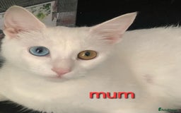 British Shorthair cats for sale: Last one left!  - Image 4