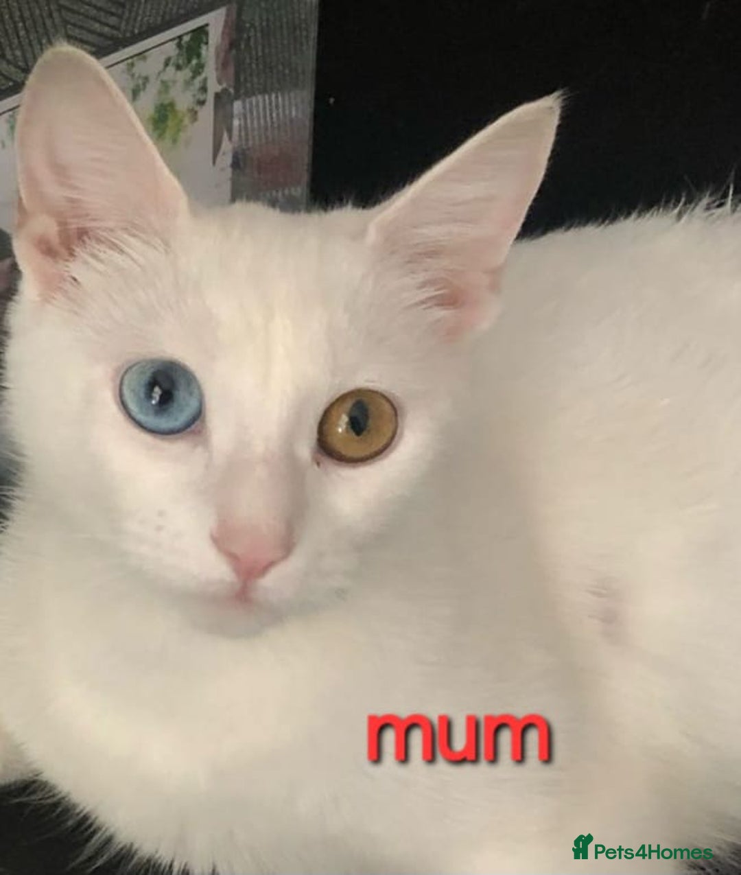 British Shorthair cats for sale: Last one left!  - Image 4