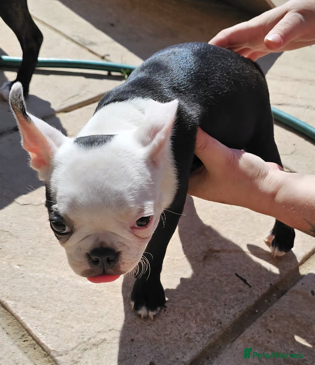 Boston Terrier dogs for sale: REDUCED!! Boston terriers DELIVERY!. - Image 17