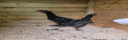 Chickens poultry for sale: O shamos pure japenese and belguims   - Advert 4